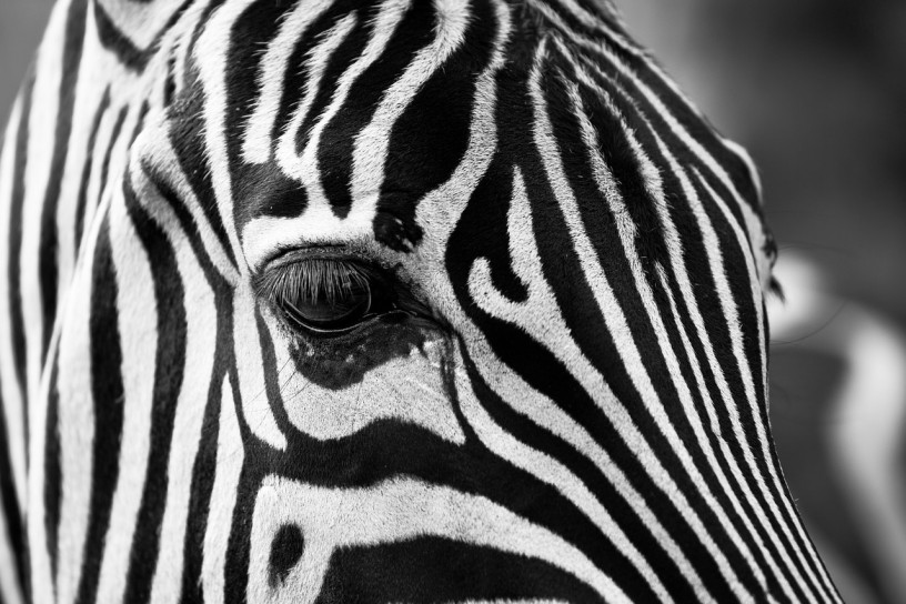 Ein Zebra.